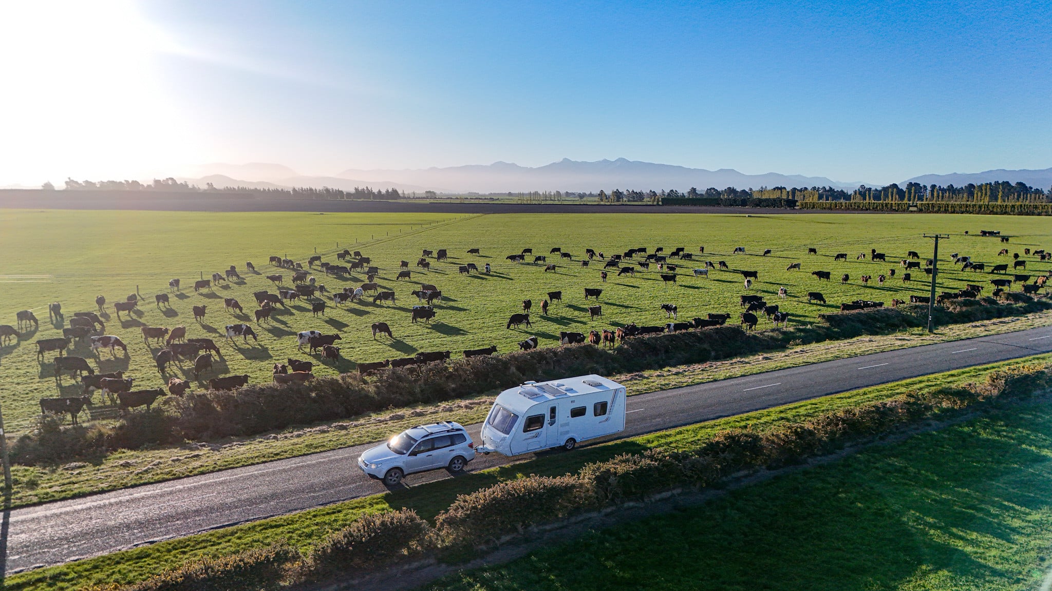 Car towing a caravan past grazing cows on the Canterbury Plains